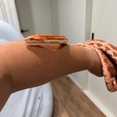 コーンスネーク