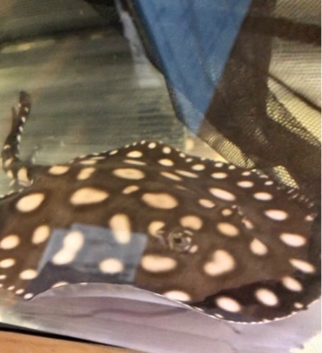 発送可能！激安純血ビッグスポットダイヤモンドポルカ　オス熱帯魚水槽