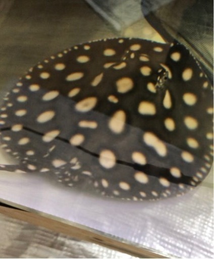 発送可能！激安純血ビッグスポットダイヤモンドポルカ　オス熱帯魚水槽