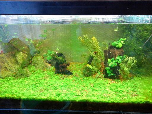 90cm水槽ニューラージパールグラス植栽済み