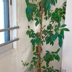 受付停止）観葉植物 ガジュマル
