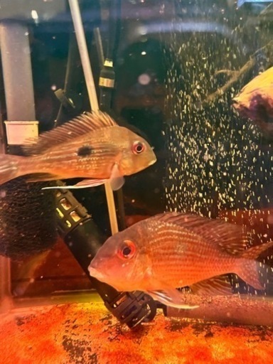 ゲオファーガススベニ他　5匹