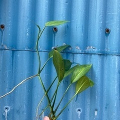 ヤマサキカズラ 水上葉の画像