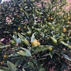 【交渉中】庭の　キンカンの木　貰ってください