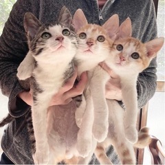 【募集中断します】子猫の里親さんを募集しております【キジ白ちゃん...
