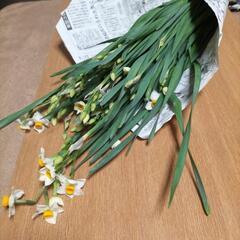 水仙（スイセン）差し上げますの画像