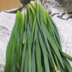 水仙（スイセン）差し上げますの画像