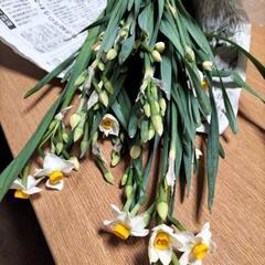 水仙（スイセン）差し上げますの画像