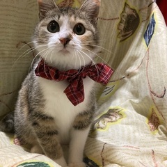 三毛猫　子猫ちゃん