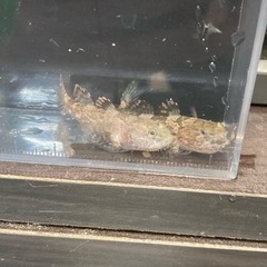 12月28日入荷の画像