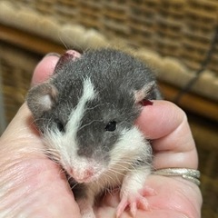 ファンシーラット