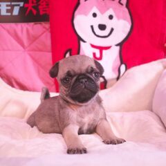 【パグ専門犬舎】コンパクトなパグっ子！血統も良し！