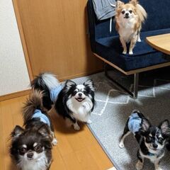 犬友さんをさがしてます！