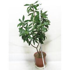 ■白花沈丁花 約103cm・つぼみ有難有（2の1）