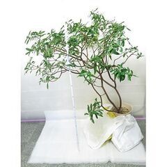 ■白花沈丁花 約135cm・つぼみ有難有（2の2）