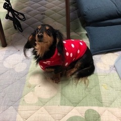 新しい家族を探してます。