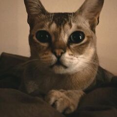 シンガプーラ里親募集 - 猫