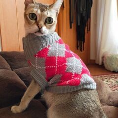 シンガプーラ里親募集の画像