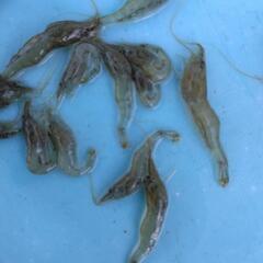 活モエビ（大きさ2～3㎝ヒゲ長さ含まず)の画像