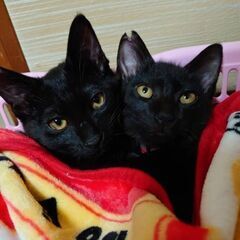 ラキとポー　里親になって下さい