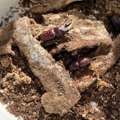 ナタールノコギリクワガタ　里親募集の画像
