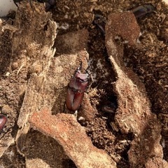 ナタールノコギリクワガタ　里親募集