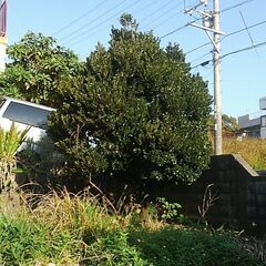 クロキ　黒木  10000～応談可の画像