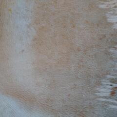 牛革　敷物　カウラグ　中古、削げてますの画像