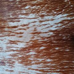 牛革　敷物　カウラグ　中古、削げてますの画像