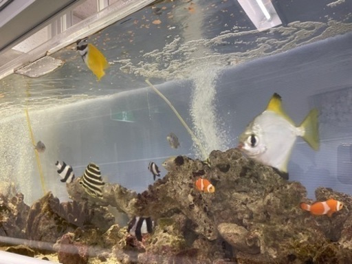 写真の海水魚引き取ってくれる方居ますか？