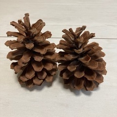 巨大なまつぽっくり　2個