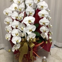 豪華胡蝶蘭(白)