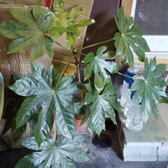 ヤツデ やつで 天狗の葉団扇 縁起物③