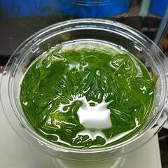 マツモ 水草 メダカ 水槽 金魚