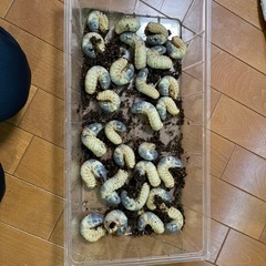 カブトムシ国産の幼虫