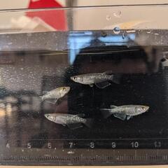 新春初売り!!メダカ（めだか）在庫処分につき販売します。の画像
