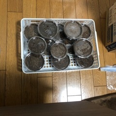 コクワガタ幼虫　　５匹セット