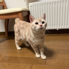 マンチカン♂