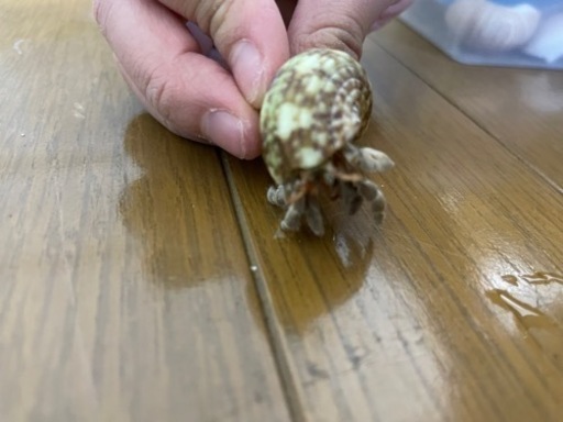 オカヤドカリ＋飼育セット