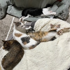 仲良しの子たちです！ - 猫