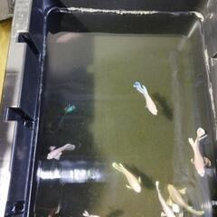 ベタ　プラカット　各種　5匹　800円の画像