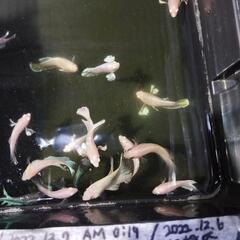 ベタ　プラカット　各種　5匹　800円の画像