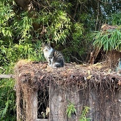 地域猫へ期限切れのホッカイロください