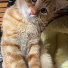 【トライアル決定の為一時停止中】子猫ちゃん4匹です