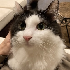 人懐っこい白黒ハチワレ♂ 3才8ヶ月　可愛がってくれる方探しています。