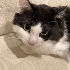 元気な白黒ハチワレ♀ 3才8ヶ月　可愛がってくれる方探しています。