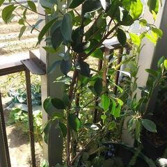 植木　鉢植え　ベンジャミンかガジュマル？　鉢ごとの画像