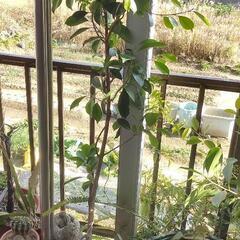 植木　鉢植え　ベンジャミンかガジュマル？　鉢ごとの画像