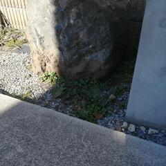 大きい石　お庭にどうですか？