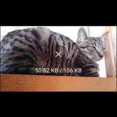 ひとり庭に現れて